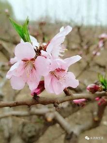 叶兰爆料视频大全下载,揭秘幕后真相，带你走进事件核心